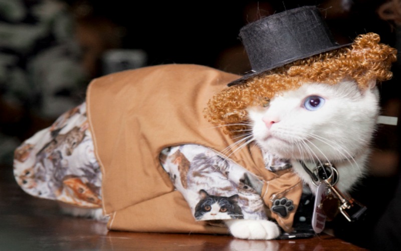 Image result for cat fashion show