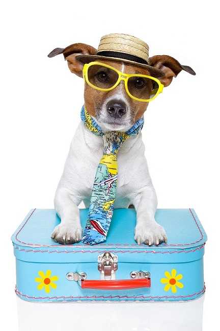 Your Pet Needs a Vacation Too – Your guide to few accommodating hotels